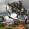 Manoël Pénicaud - Arbre, Maroc